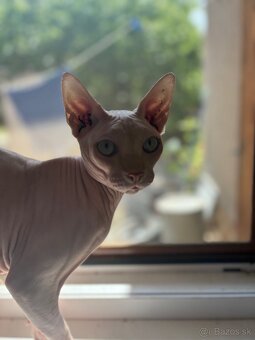 Sphynx na krytie - 2