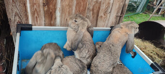 Predám zajacov FB - 2