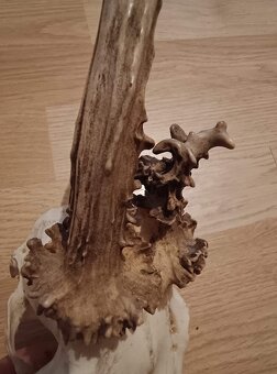 Trofej trofeje parohy parožie zhody,,,,, - 2