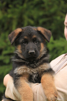 Německy ovčiak - 2