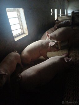 Prasata osipané vykrm - 2