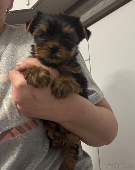 Yorkshirsky terier - 2