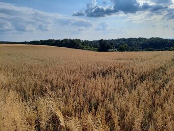 Predám čierny ovos. - 2