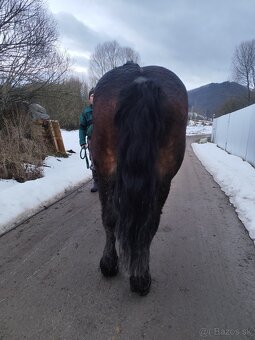Predám žrebca - 2