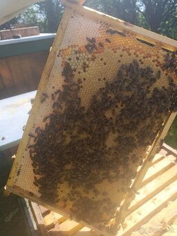 Predám včely - 2