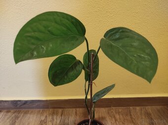 MONSTERA PINNATIPARTITA - 2