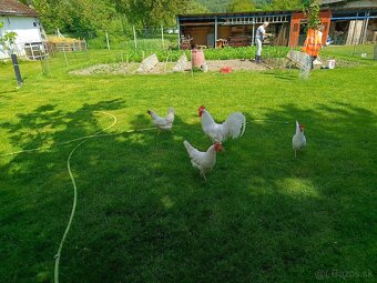 Lenghorn, Leghorn - 2
