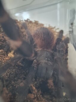 P. Sazimai tarantula - 2