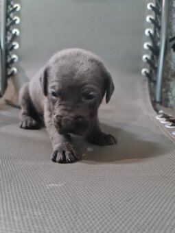 Cane corso - 2