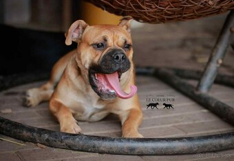 KONTINENTÁLNÍ BULDOK – CONTINENTAL BULLDOG s PP (FCI) - 2
