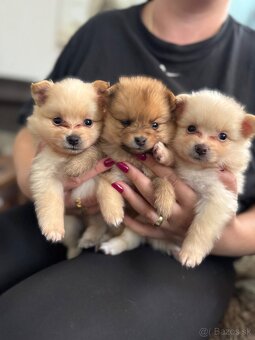 Nemecký špic, pomeranian - 2