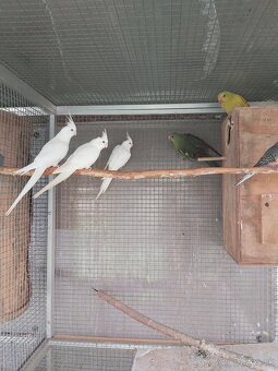 Predám rôzne druhy papagájov - 2