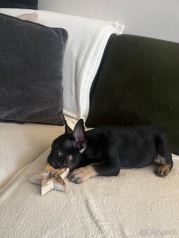 Francúzsky buldoček - 2