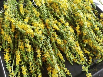 Predám sušené bylinky - 2