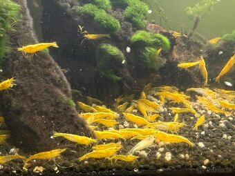 Neocaridina davidi - 2