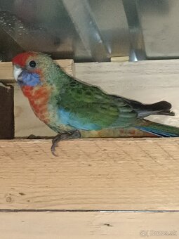 Predám - Rozela Adelaidská - 2