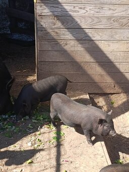 Vietnamské prasiatka - 2