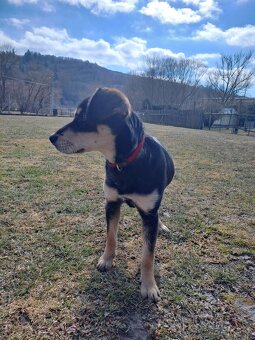 Predám šteniatko labradora (kríženec) - 2