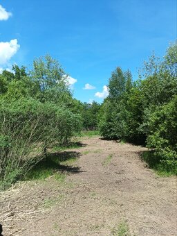 Čistenie pozemkov, frézovanie náletových drevín - 2