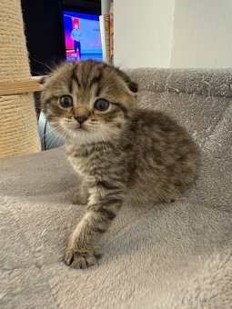 Škótske Klapouché/Rovnouché (Scottish Fold/Straight) - 2