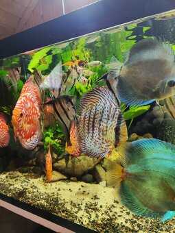 Predám tetra KONGO, skalar - 2