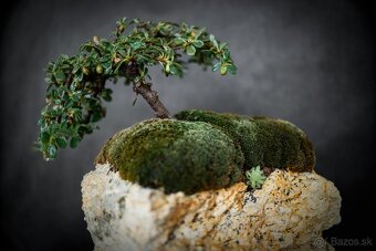 Bonsai Krajinka v miske - 2