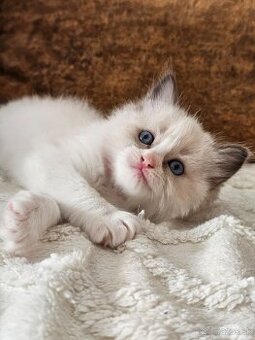 Ragdoll maciatka - 2