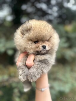 Pomeranian Boo-šteniatká na predaj - 2