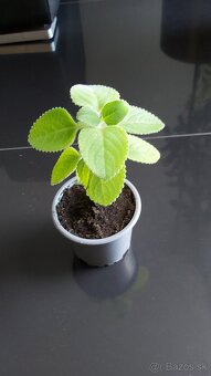 Nádchovník rýmovník (Plectranthus) - 2