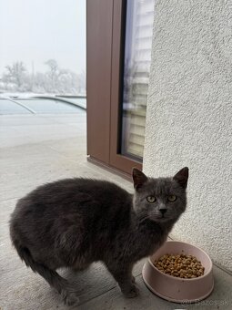 Darujem Mačičku - 2