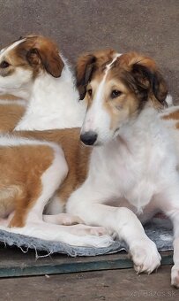 Barzoj ruský chrt s PP - 2