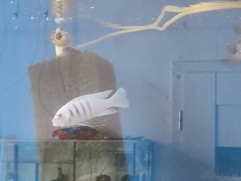 Cynotilapia sp. hara - 2