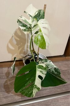 Monstera albo - 2