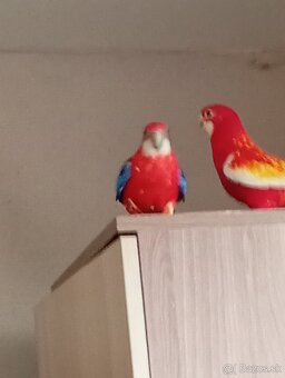 Predám rázvoru pestrú a rubio - 2