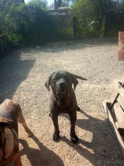 Americký bandog - 2