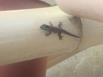 predám felzuma ornata - 2