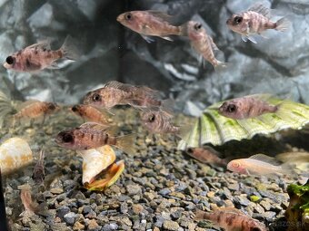 Cichlidy aulonocara calico - 2