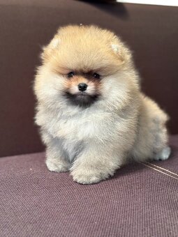 Nememcký špic/ Pomeranian - 2