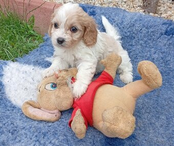 Cavapoo - 2