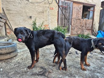 Rotweiler - 2