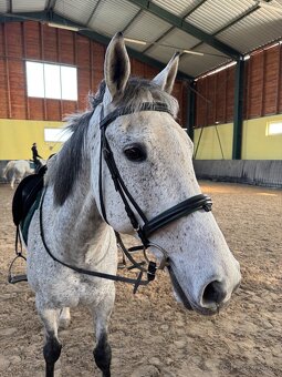Skvely 14 rocny valach na prenajom - 2