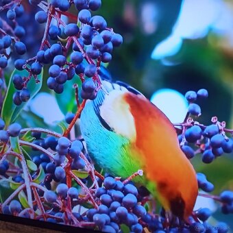Tv led smart Hisense 43(108) - 2
