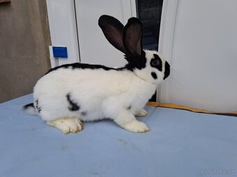 Nemecký obrovitý strakač - 2