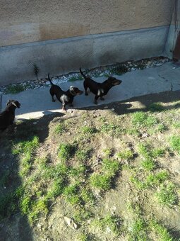 Jazvečík krátkosrsty,trpaslíči - 2