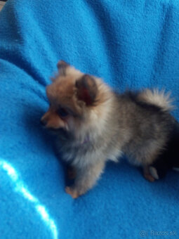 Špic, nemecký špic, oranžový špic - 2