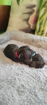 Pudlík trpaslíčí strieborný - 2