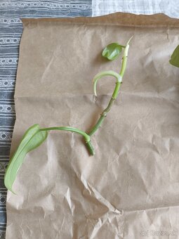 Izbové rastliny odrezky - 2