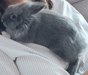 Králik Teddy - predaj - 2