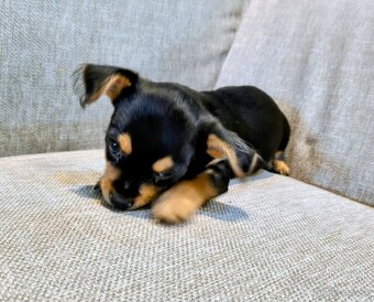 Yorkshire/civava mini krizenec - 2