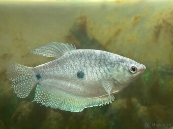 Modrý gourami - 2